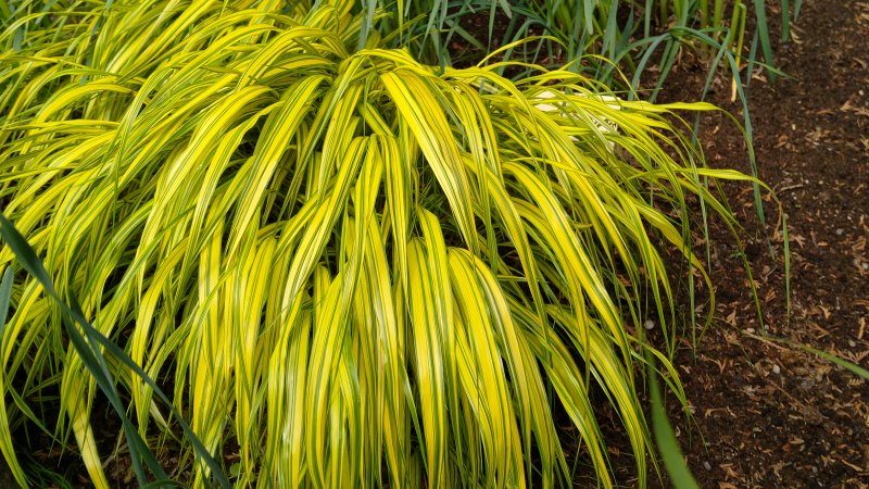 Hakonechloa macra 'Aureola' Hakoneheinä